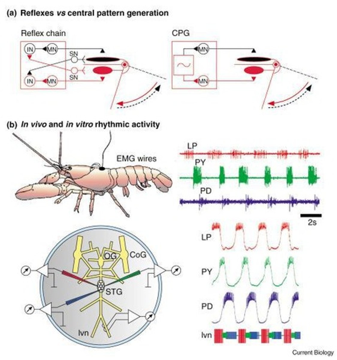 <p>A neuron or neural network that produces rhythmic motor outputs without requiring sensory feedback.</p>