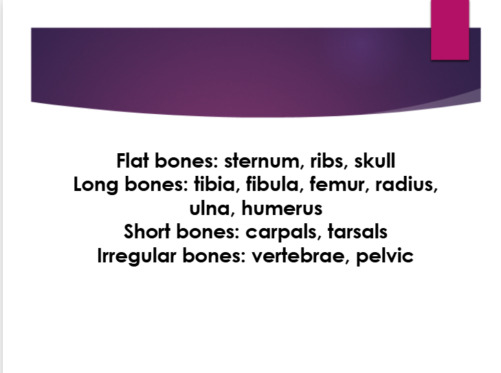 <p>sternum, ribs, skull</p>