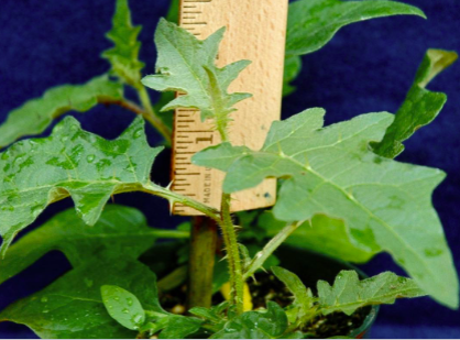 <p>Horsenettle (Solanaceae)</p>