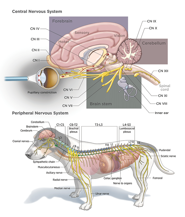 <ul><li><p>made of cranial and spinal nerves</p></li><li><p>cranial connect to the brain</p></li><li><p>spinal connect to the spinal ord</p></li><li><p>all nerves are bilateral and symmetrical</p></li><li><p>12 pairs of cranial nerves</p></li></ul><p></p>
