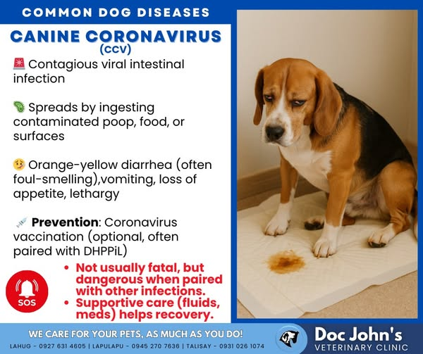 <p><strong>Coronaviral infection of dogs</strong></p><ul><li><p><strong>caused </strong>by canine corona virus in all breeds, all age categories of dogs</p></li><li><p><strong>Transmission</strong>: Fecal-oral, virus shed in feces for 2 weeks </p></li><li><p>highly contagious, high morbidity, low mortality, puppies often infected at 2-3 months → develop Ab. </p></li><li><p><strong>CS</strong>: usually mild or inapparent, vomiting<span style="color: purple;">,</span><span style="color: rgb(217, 96, 0);"> watery diarrhea (sometimes foamy, orange, foul-smelling, can be bloody)</span><span style="color: purple;">,</span> mild fever, rare leukopenia, recovery in 1 week. </p><ul><li><p><span style="color: red;">Danger: Mixed infection with CPV or bacteria like salmonella → fatal </span></p></li><li><p>Pathology: virus infects intestinal enterocytes, causes villus damage and malabsorption</p></li></ul></li><li><p><strong>Diagnosis</strong>: PCR or Electromicroscopy on feces, hematology - rule out parvo - as it has severe neutropenia, and canine corona virus does not. Testing Ab has no value<em> (As positive Ab does not equal currently infected)</em></p></li><li><p><strong>Treatment/prevention</strong>: Supportive care (fluids, diet, antiemetics), ATB for secondary infections, vaccination, Disinfection (NaOH). Good prognosis unless mixed.</p></li></ul><p></p>