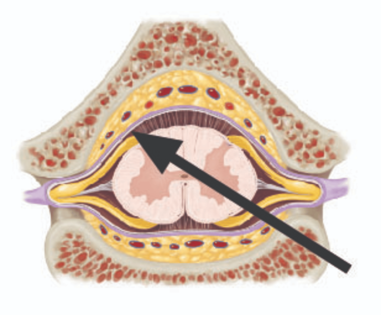 <p>Identify structure.</p>