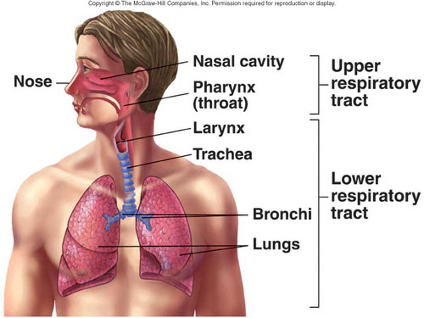 <p>1) Upper respiratory system</p><p>2) Lower respiratory system</p>