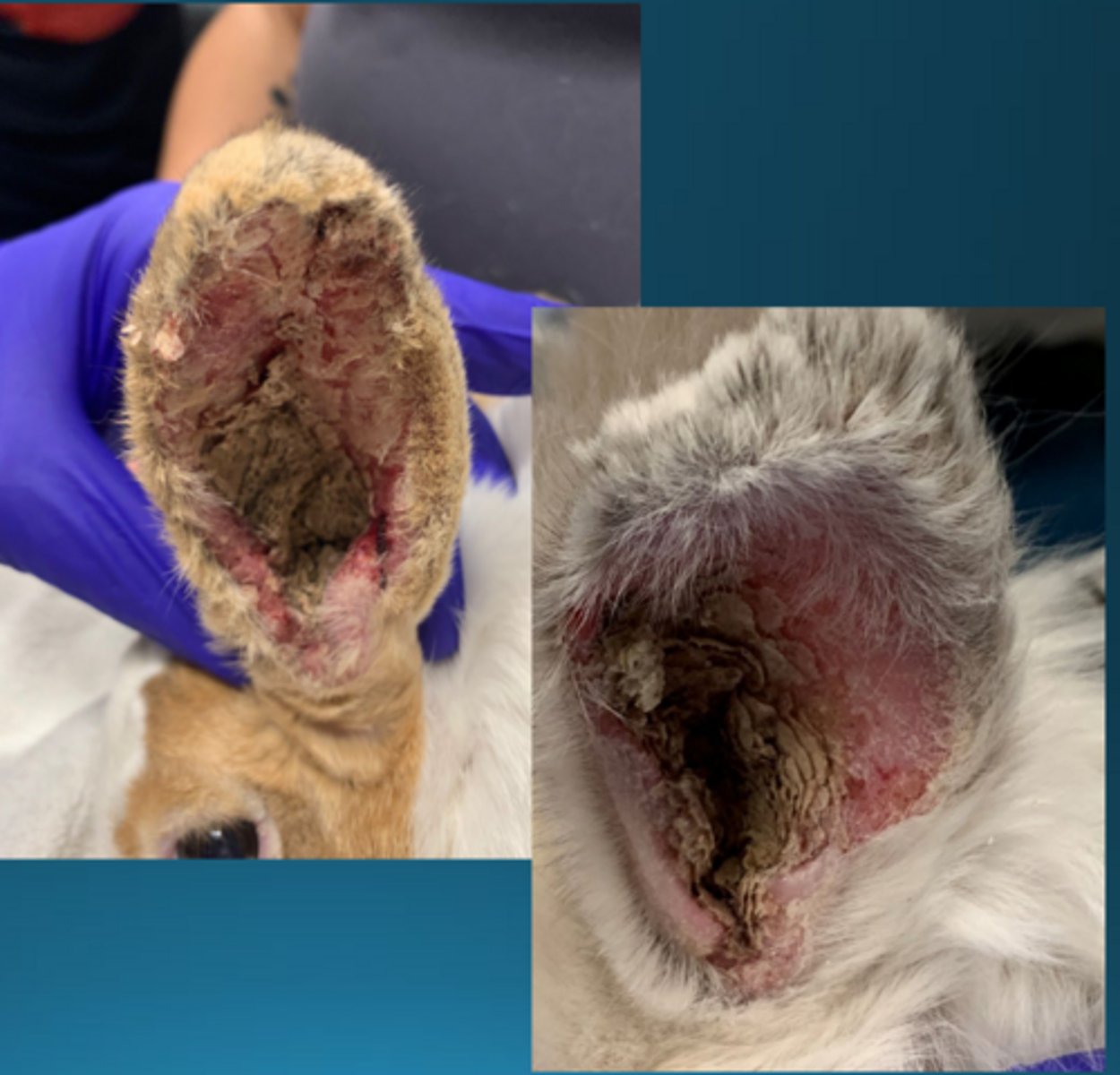 <p>What is happening in this rabbit, treated with ivermectin and revolution?</p>