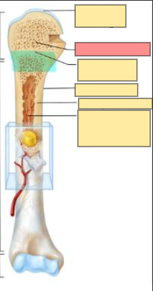 <ul><li><p>lighter and less dense than compact bone</p></li><li><p>irregular cavities taht contain red bone marrow</p></li></ul><p></p>