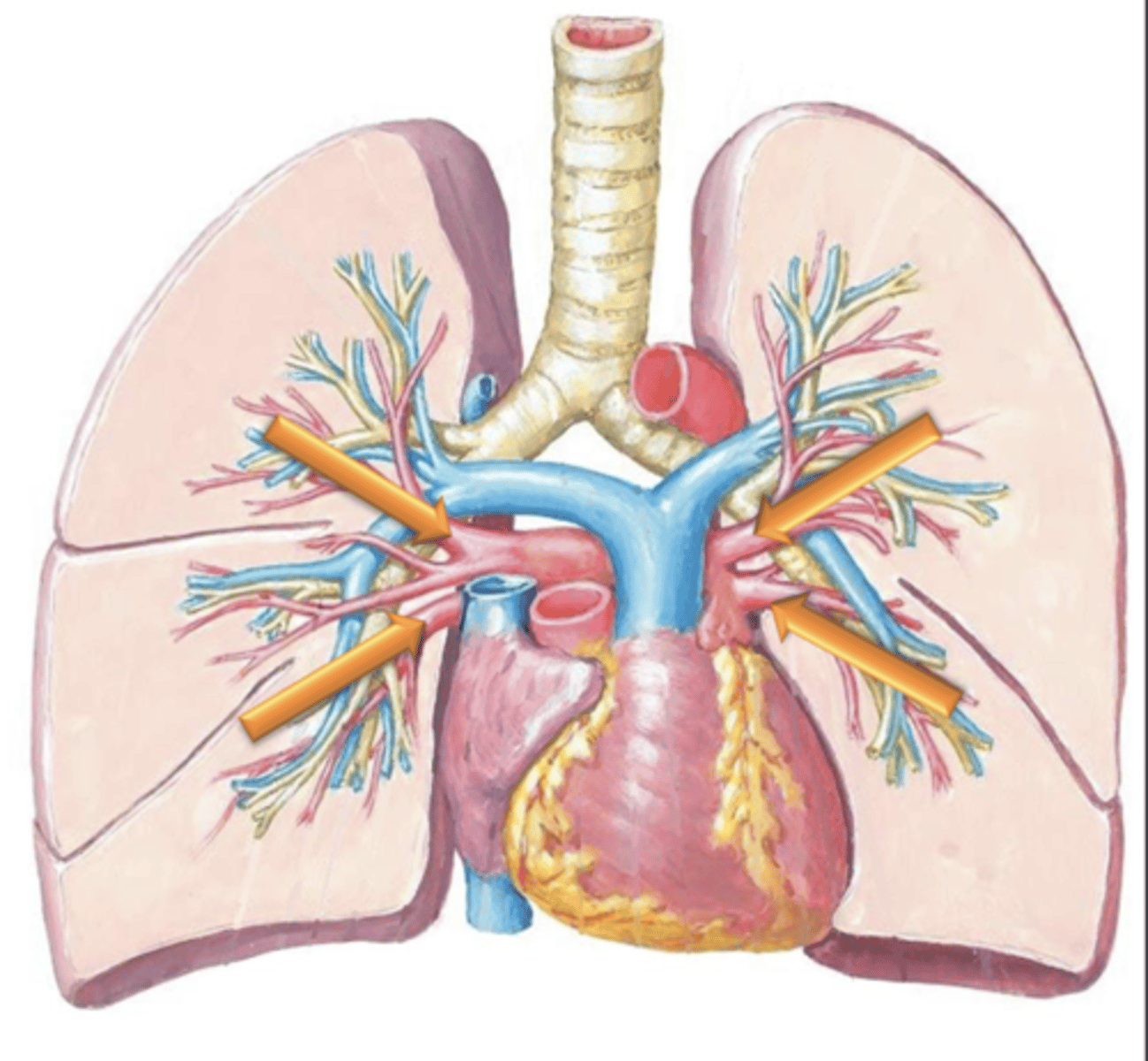 <p>Pulmonary Veins are the only veins in the body which carry ___ blood.</p>