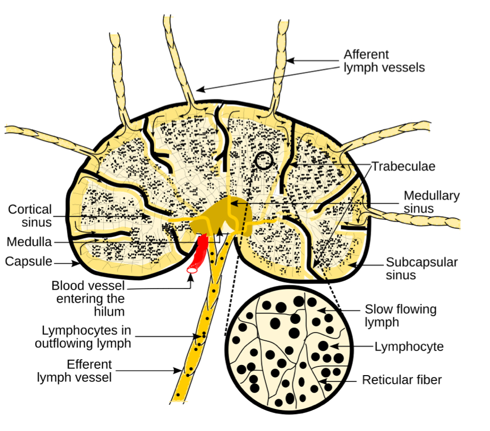 <ul><li><p>>2.5cm in length</p></li><li><p>outer dense fibrous capsule</p><ul><li><p>trabeculae divide node into compartment</p></li></ul></li><li><p>internal reticular mesh</p><ul><li><p>lymphatic capillaries spanned by reticular fibers</p><ul><li><p>MACROPHAGES: phagocytosis </p></li><li><p>T and B LYMPHOCYTES: interacting with APCs and will proliferate if stimulated</p></li></ul></li></ul></li><li><p>lymph enters through AFFERENT vessels, is filtered and leaves vis EFFERENT vessels</p></li></ul><p></p>