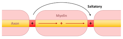 <p>Action potential travels from one break in mylin to the next </p><p>“jumps” for faster conduction </p><p>action potential is 5-50 times faster in mylinated than unmylinated</p>