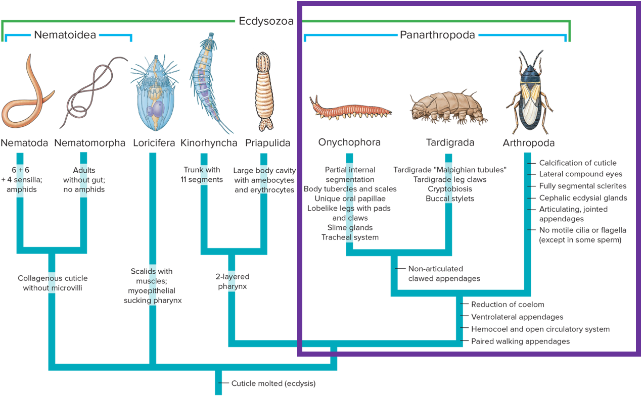 Clade Panarthropoda with Phyla