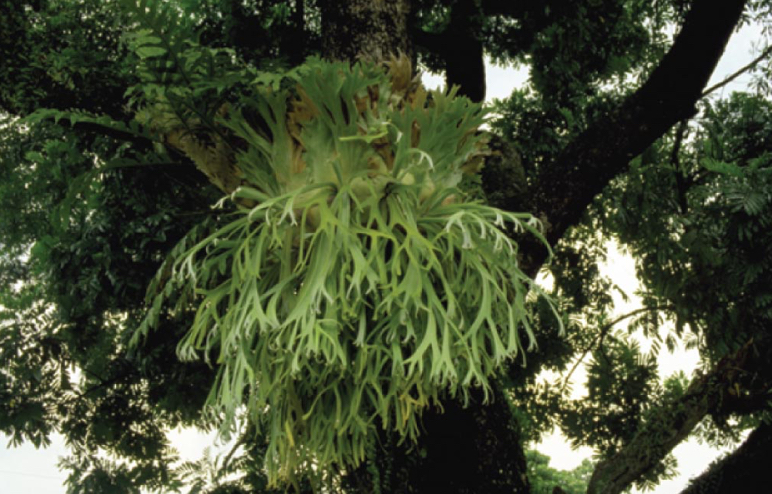 <p>Epiphyte plants (non-mutualistic)</p>