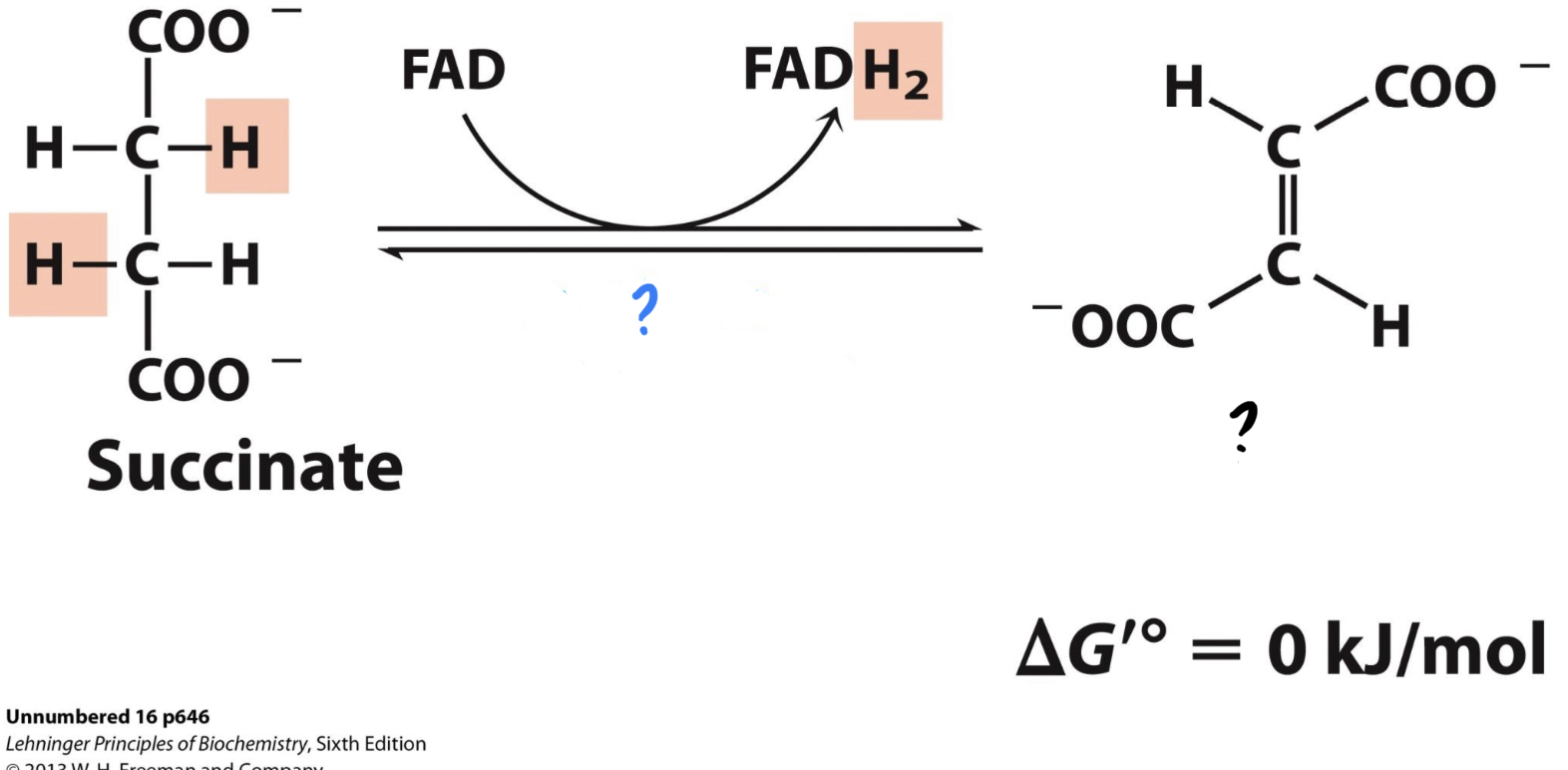 <ul><li><p>Two hydrogens are transferred to FAD, forming FADH2</p></li><li><p>The enzyme catalyzes the oxidizing of succinate, <u>releasing 2 electrons that go to Coenzyme Q</u>(carries the electrons to nearby enzymes of ETC).</p></li></ul><p>*<em>Uses the enzyme embedded in the inner mitochondrial membrane and known as Complex II of ETC</em> *</p>