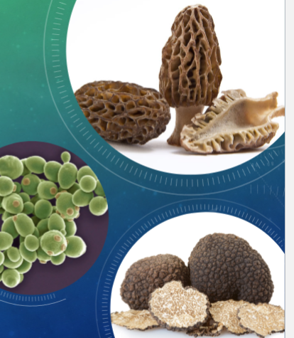 <p><span>ASCOMYCOTA</span></p><img src="https://knowt-user-attachments.s3.amazonaws.com/f8d2596a-c816-4ba4-be99-394e3479089c.png" data-width="50%" data-align="center" alt="knowt flashcard image"><p></p>