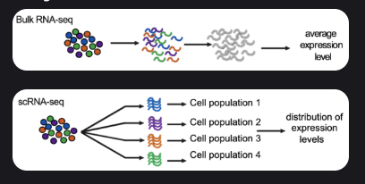 <ul><li><p>Bulk RNA-seq:</p><ul><li><p>Quantifying expression signatures from ensembles.</p></li><li><p>Insufficient for studying a heterogeneous system.</p></li></ul></li><li><p>scRNA-seq:</p><ul><li><p>Inference of gene regulatory networks across the cells.</p></li><li><p>Heterogeneity of cell responses.</p></li><li><p>Cell type identification.</p></li></ul></li></ul><p></p>