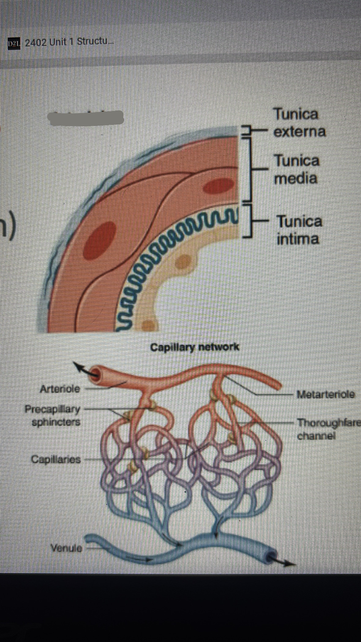 <p>smallest arteries </p><p>all 3 tunics are present but very thin</p><p>vasoconstriction and vasodilation have major effects on blood flow to capillary beds in tissues</p><p>( blood flow can be completely cut off)</p>