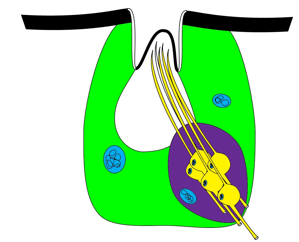 <p>Like Basiconica except the peg is sunken into a cavity</p>