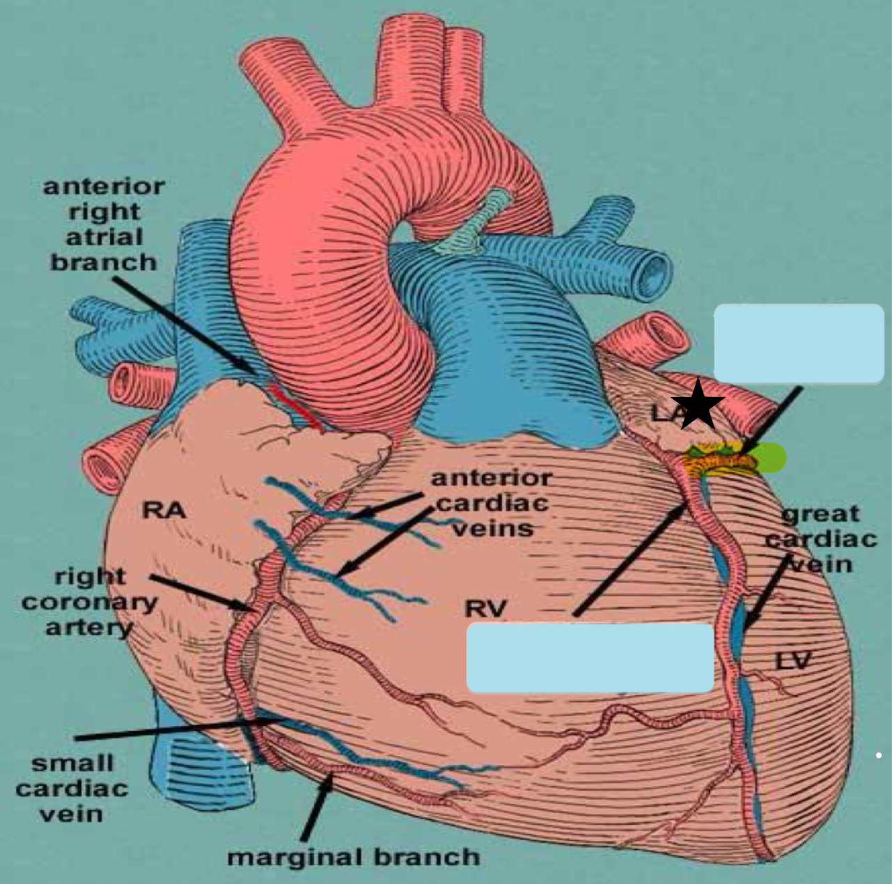 <p>Name the branches that this vessel pours in </p>