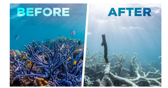 <p>What greenhouse gas is MOST responsible for the acidification of oceans?</p><p></p>