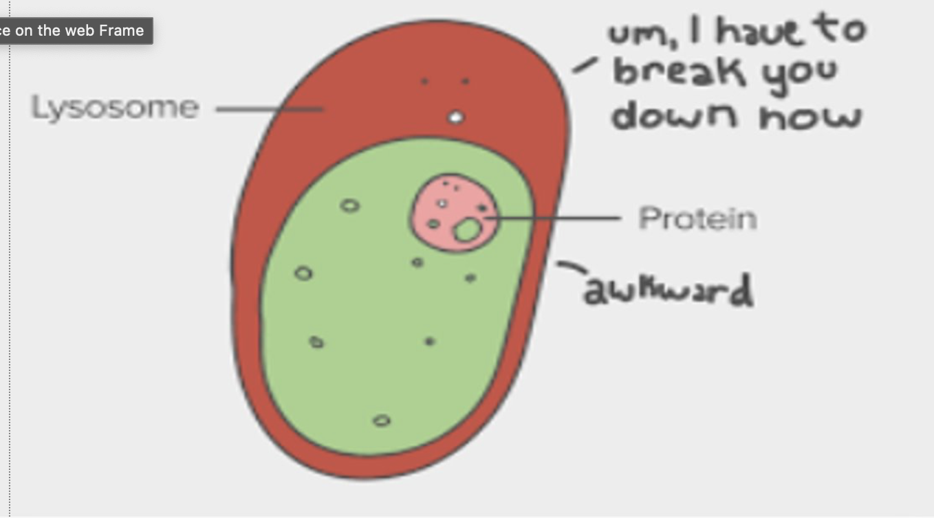 <p>what are lysosomes?</p>