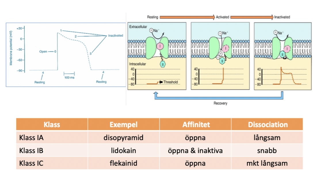 <p>Dessa kommer att <strong>förlänga fas 0</strong> hos kardiomyocyterna genom att <strong>öka tröskelvärdet</strong>. Det finns olika typer av natriumkanalblockerare med olika affinitet och dissociationstid:</p><ul><li><p>a: affinitet för öppna kanaler</p></li><li><p>b: öppna och inaktiva kanaler</p></li><li><p>c: öppna kanaler</p></li></ul><p><u>Biverkningar</u>: proarytmiska och nedsatt inotrop effekt. </p>