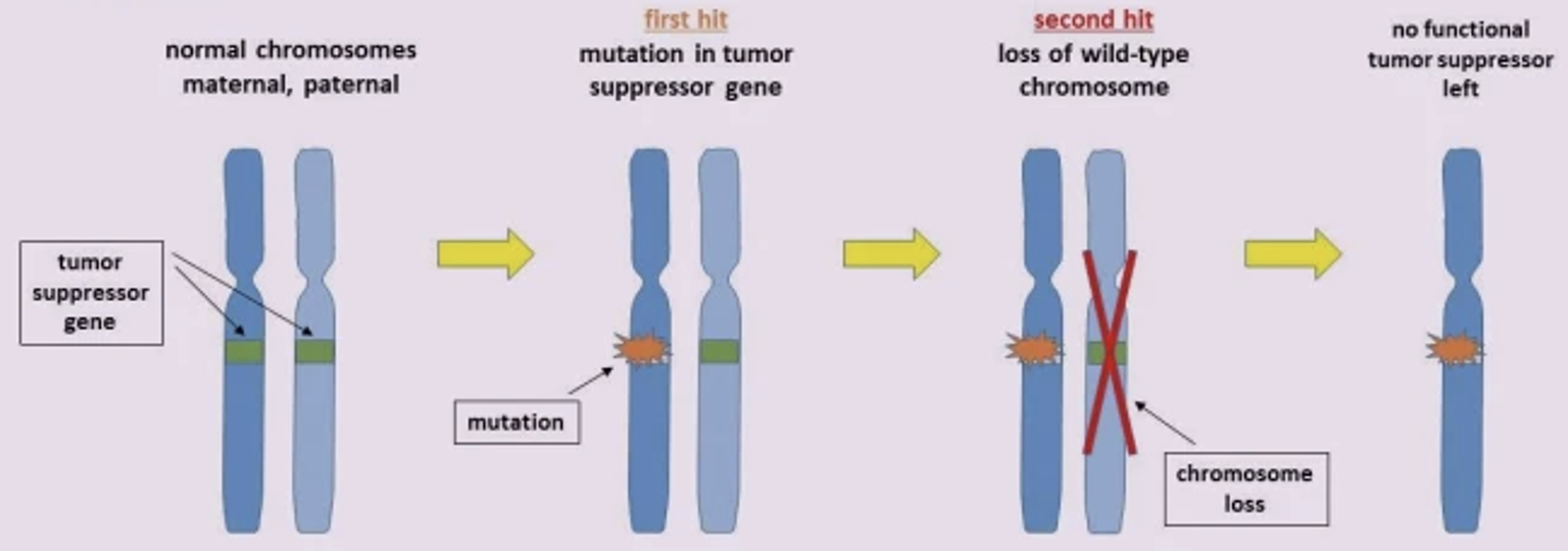 <p>Of tumor suppressors</p>