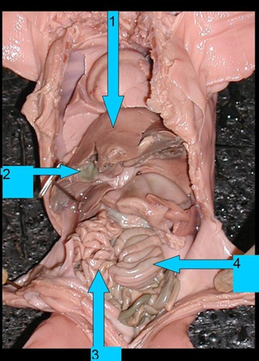 <p>Structure #1. (This organ has been lifted so that #2 can be visualized.)</p>