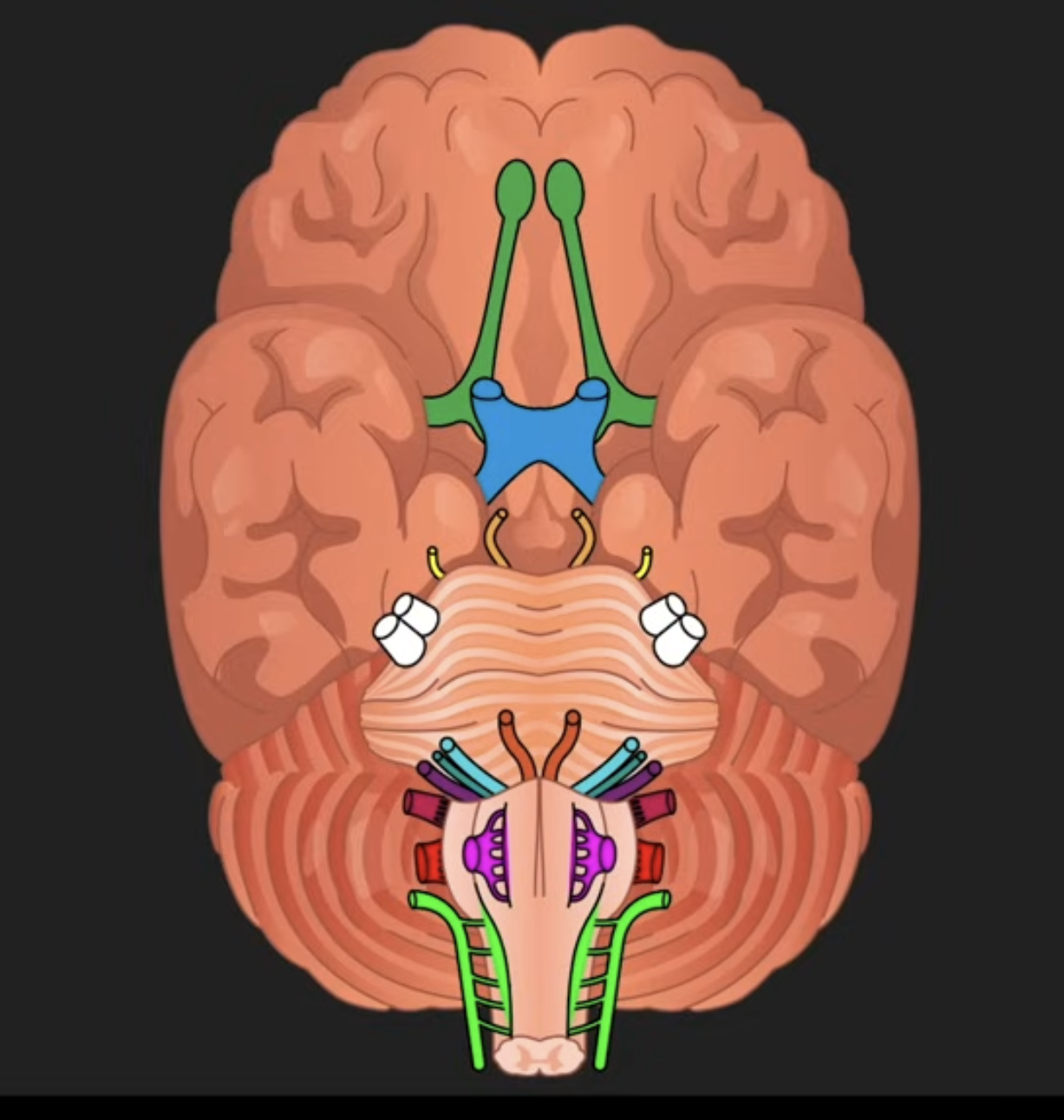 <p>Where is the CN VI (Abducens) located?</p>