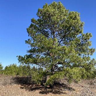 <p>Identify this species</p>