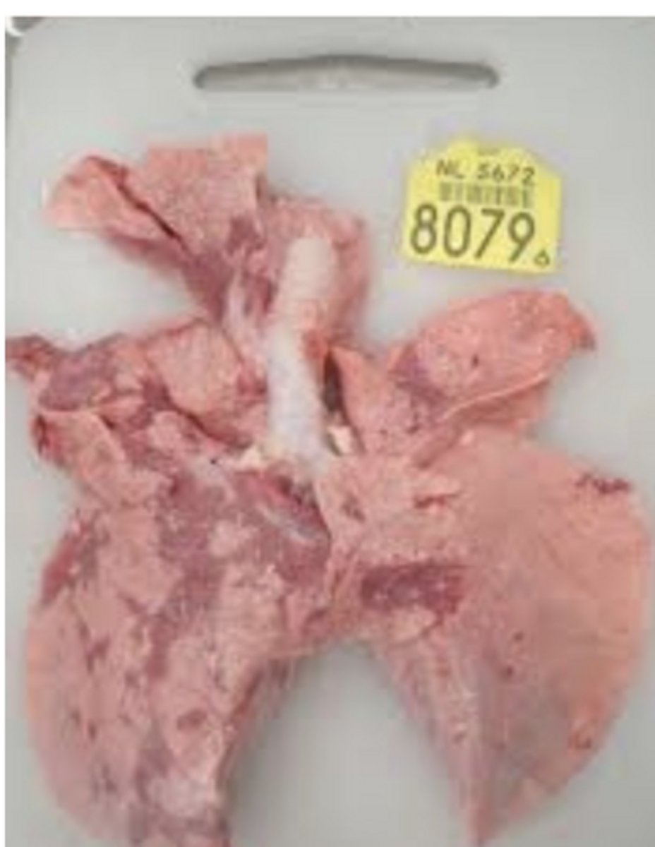 <p>What commonly causes cows with "lobulated looking" pneumonia with heavy, wet lungs?</p>