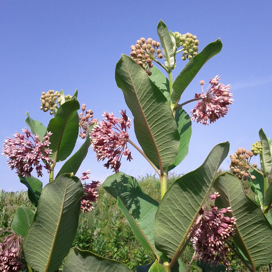 <p>common milkweed</p>