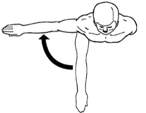 <p><span>Movement of a bone away from the midline along the transverse plane. Angular.</span></p>