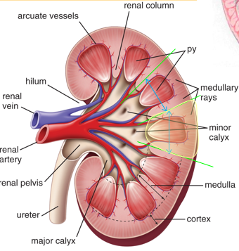 <p>Renal cortex (outer 1/3) - Granular</p><ul><li><p>Lighter colored</p></li><li><p>Cortical tissue</p></li><li><p>Renal corpuscle and tubule of nephron</p></li><li><p>Has renal columns through medulla to sinus</p></li></ul><p>Renal medulla (inner 2/3) - Striated</p><ul><li><p>Dark and reddish/brown</p></li><li><p>Has 5-8 renal pyramids</p></li></ul><p>Renal Lobe</p><ul><li><p>Renal pyramid + surrounding cortical tissue</p></li></ul><p>Renal Lobule</p><ul><li><p>Tissue between renal pyramid and kidney surface</p></li><li><p>Has nephrons with single collecting duct</p></li></ul><p></p>
