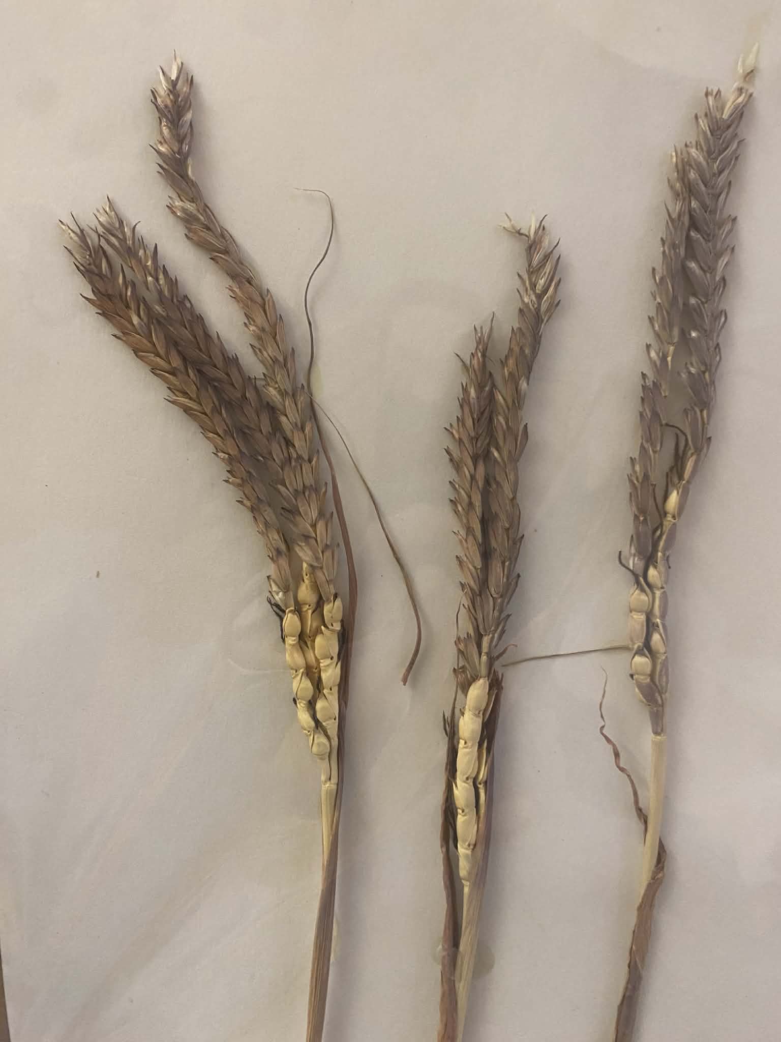 <p>Andropogoneae, P, N, Tripsacum dactyloides, Eastern Gamagrass</p>