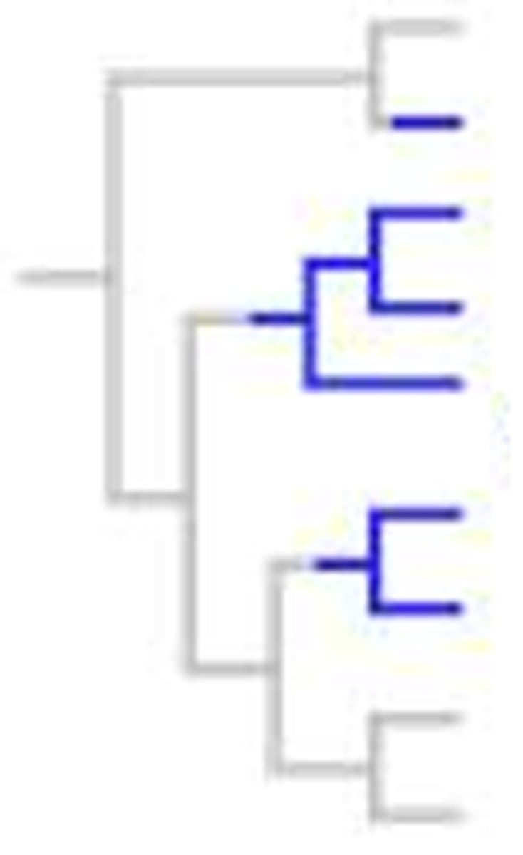 <p>descendants have DIFFERENT last common ancestor</p>
