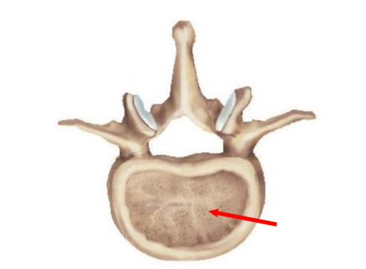 Identify the part of the vertebrae shown in the figure.