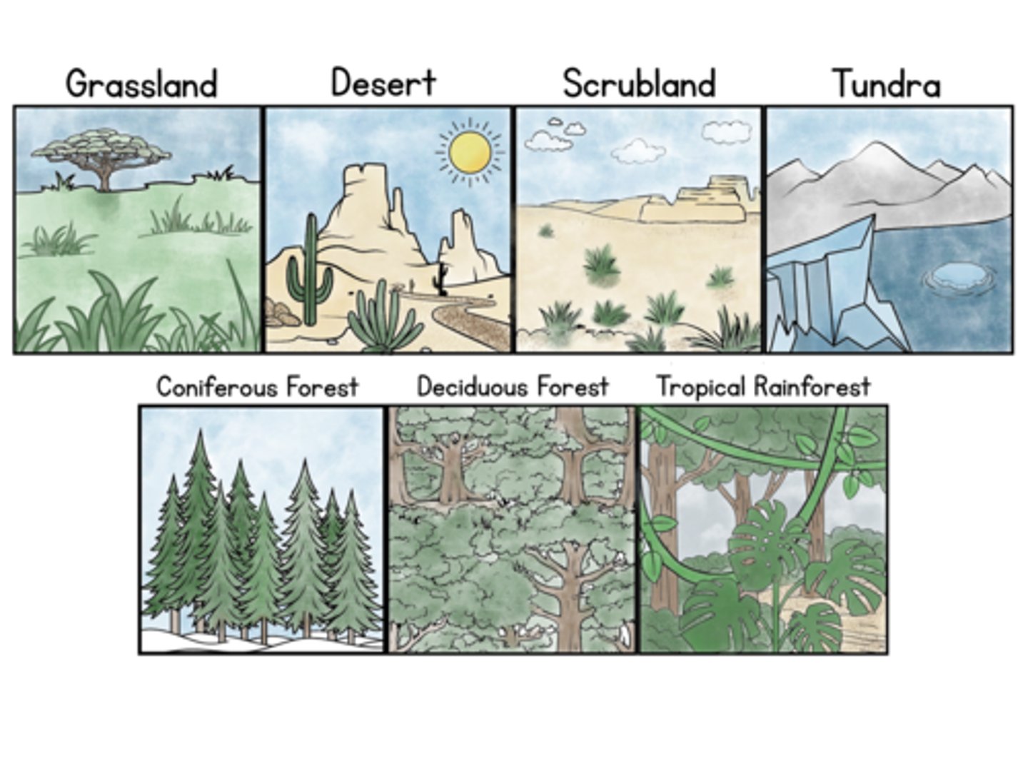 <p>Grassland</p><p>Desert</p><p>Scrubland</p><p>Tundra</p><p>Deciduous forest</p><p>Coniferous forest</p><p>Tropical rainforest</p>