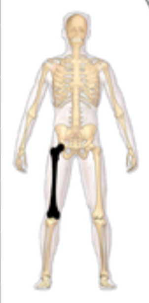 <p>What bone is this? </p>