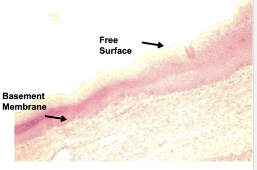type of epithelial tissue, function, and location?