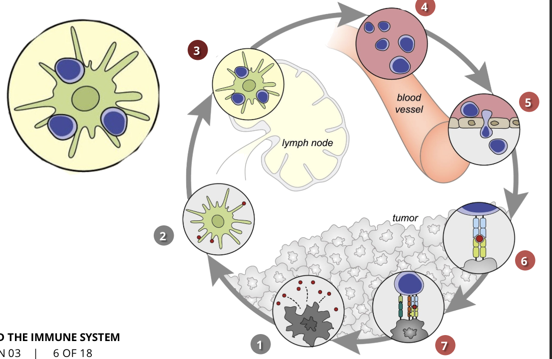 <ul><li><p>APCs &amp; T cells</p></li><li><p>T cells are activated by the antigens and the immune response against the cancer is initiated</p></li></ul><p></p>