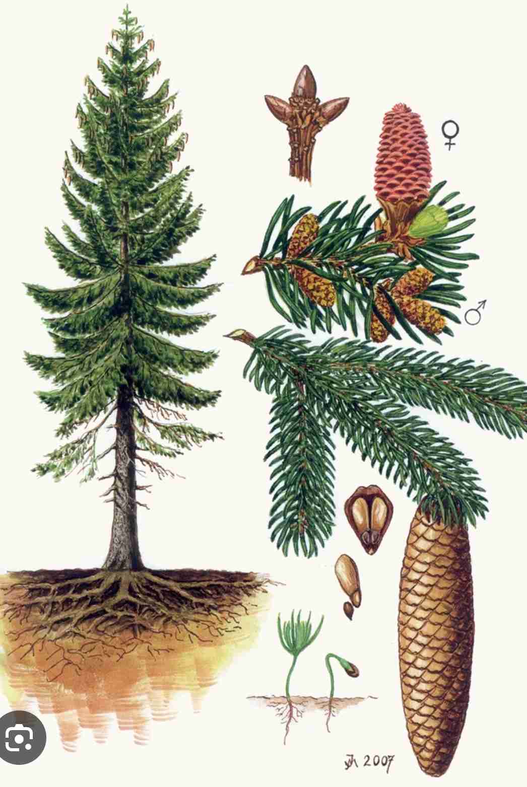 knowt flashcard image