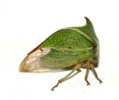 Treehoppers