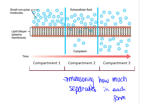 <p>passive transcellular transport. molecules pass by diffusion depending on: lipophilicity (best is lipophilic), charge (uncharged), size (less than 400 daltons). </p>
