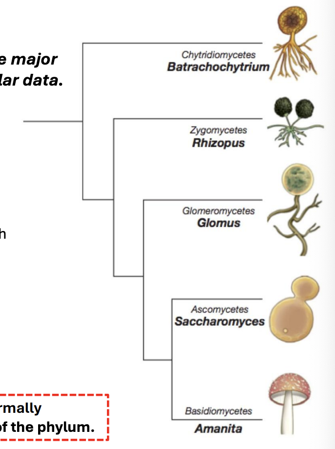 <p>reproduction or using molecular data</p>