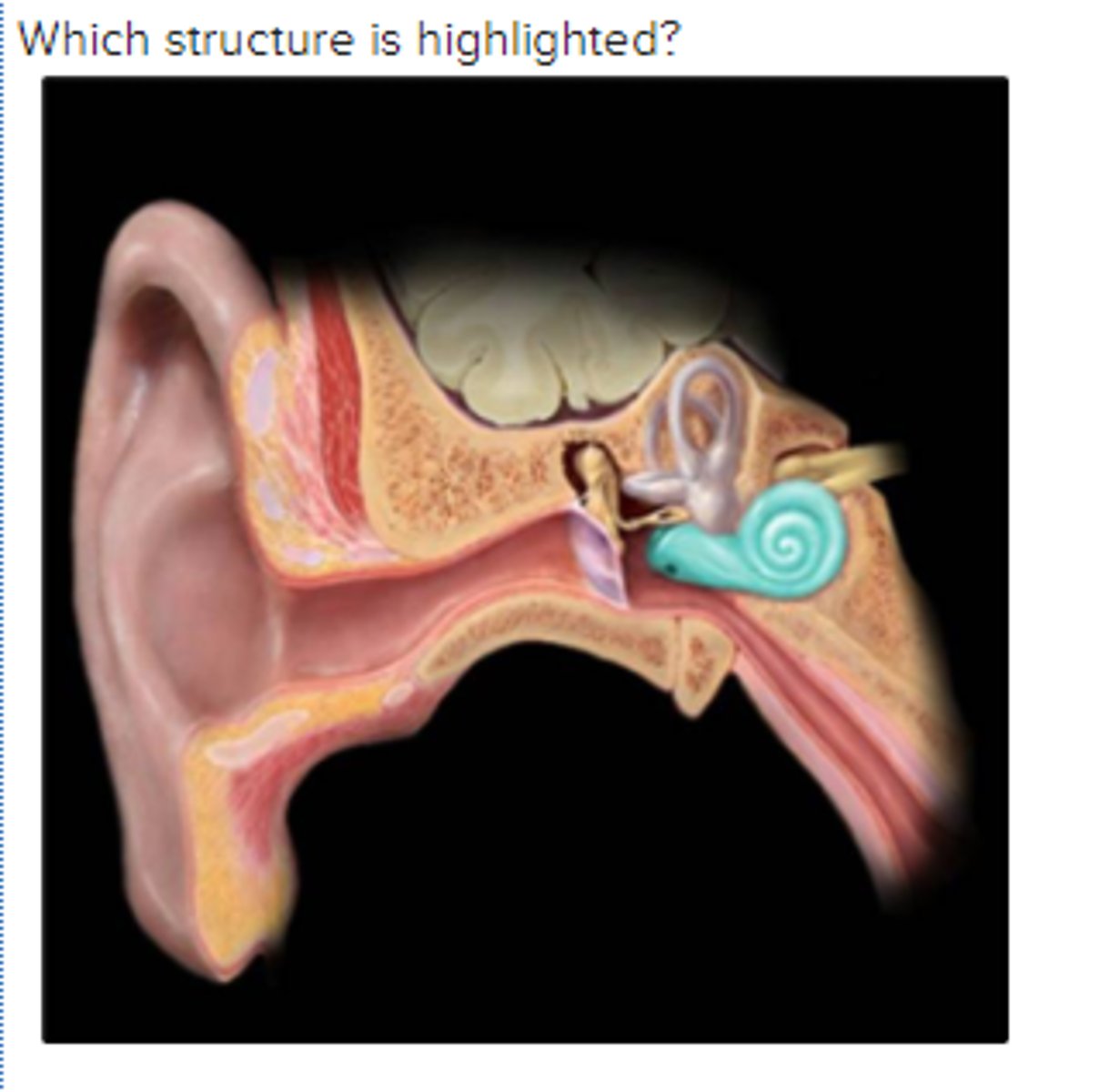 <p>Which structure is highlighted?</p><p>a. cochlea</p><p>b. vestibule</p><p>c. semicircular ducts</p><p>d. tympanic membrane</p><p>e. auditory ossicles</p>
