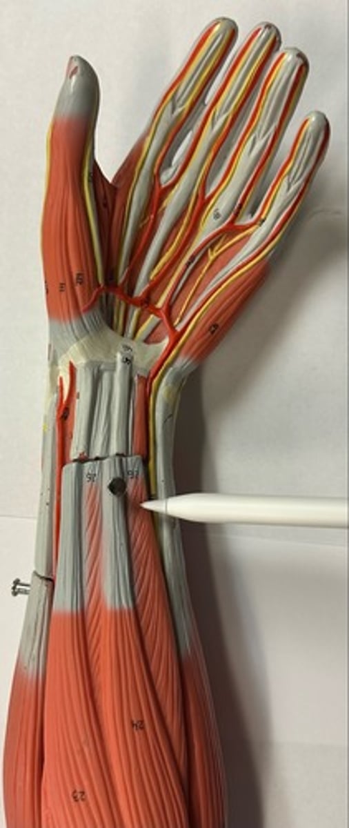 <p>What are the (4) attachments of the Flexor Digitorum Superficialis?</p>