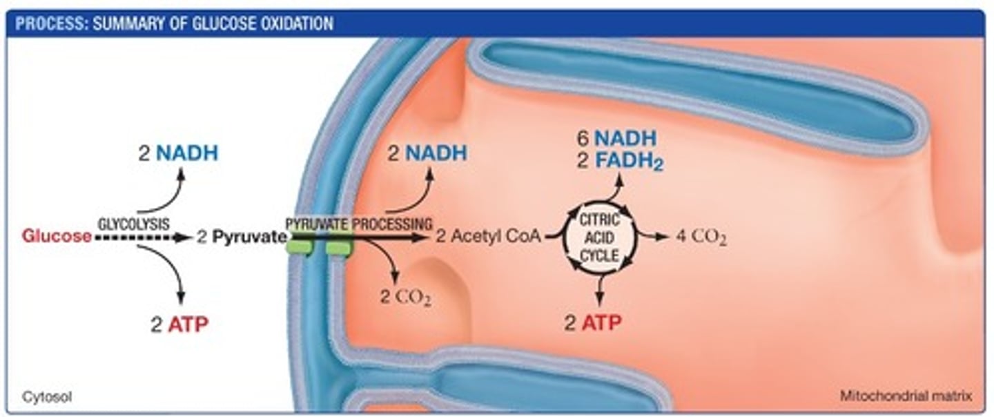 <p>-6 CO2<br>-4 ATP<br>-10 NADH and FADH2</p>