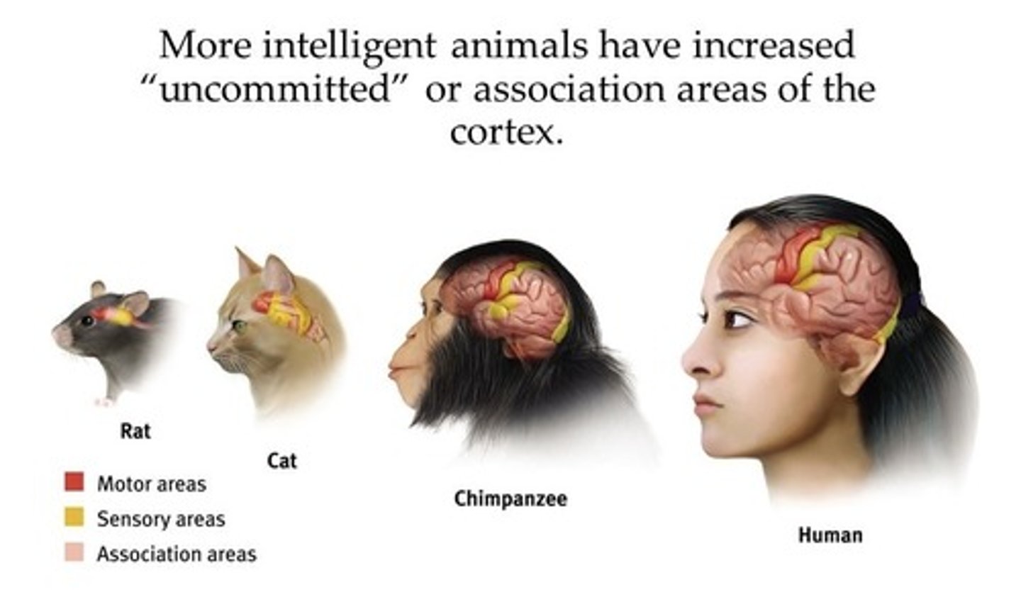 <p>Any area of the cerebral cortex that is not associated with receiving sensory information or controlling muscle movements</p><p>Higher level thinking occurs here - like language, cognition, and reasoning. Animals like rats don't have many of these areas, but humans have the most areas.</p>