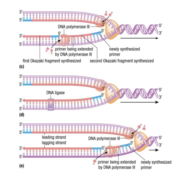DNA polymerase & RNA primase working