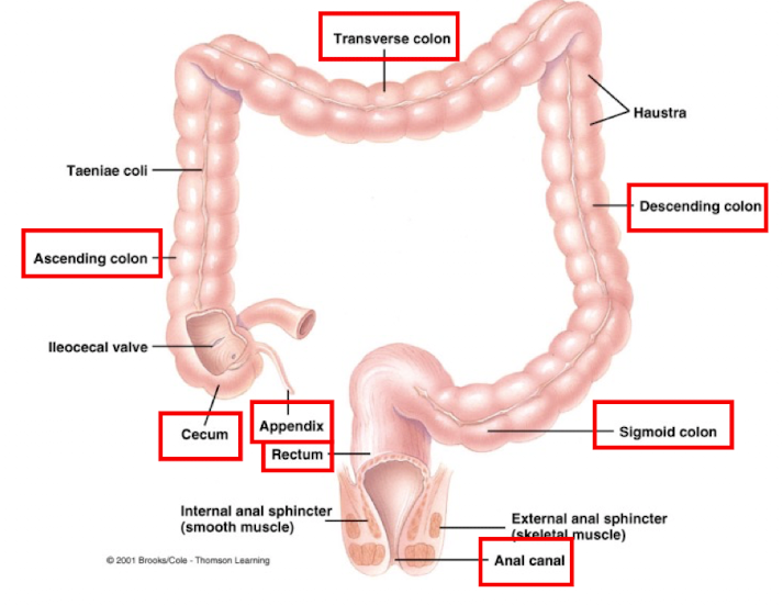 <ul><li><p>Cecum (blind-ended pouch below illeocecal valve)</p></li><li><p>Appendix (finger-like projection of lymphoid tissue)</p></li><li><p>Colon (ascending, transverse, descending, and sigmoid)</p></li><li><p>Rectum (“straight”, connected to anal canal)</p></li></ul><p></p>