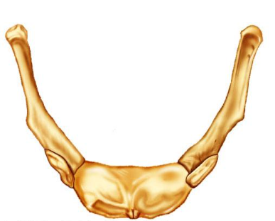 <p><span>Identify the indicated bone.</span></p>