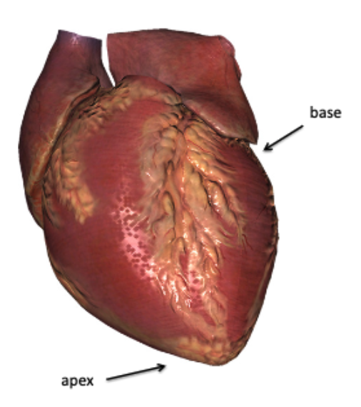 <p>blunt cone</p><p>left (about 2/3 of the entire organ is to the left of the midline)</p>